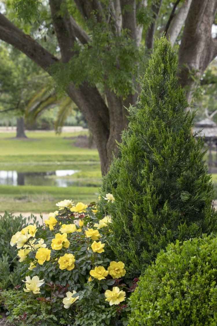 Ideia para um arranjo na cama com rosas amarelas