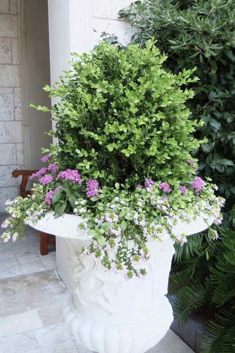 A planta de caixa como uma planta de recipiente com flores brancas e rosa