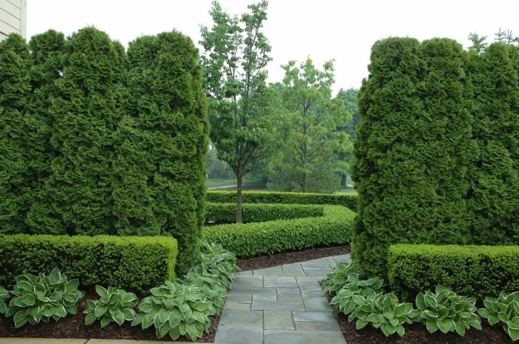 Box com thuja e plantas verdes ao redor do terraço e caminhos do jardim