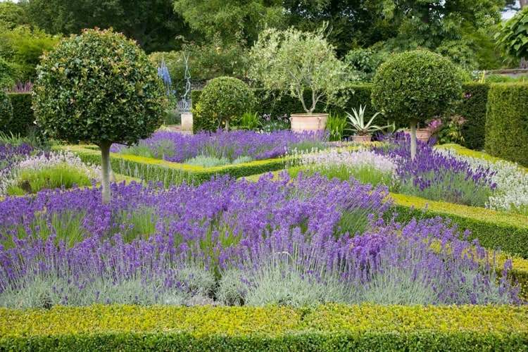 Combine buxo com lavanda no jardim francês para um toque da atmosfera mediterrânea