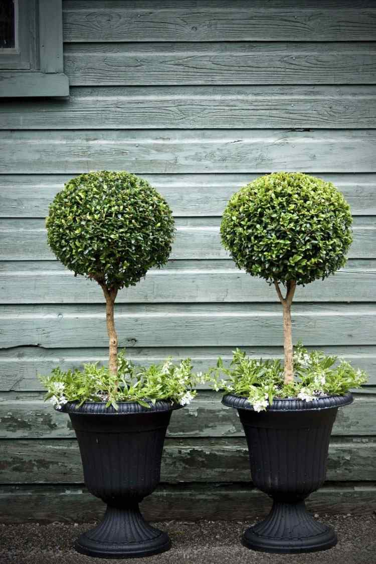 Corte as árvores de buxo como mudas e cuide delas com as plantas que acompanham na banheira