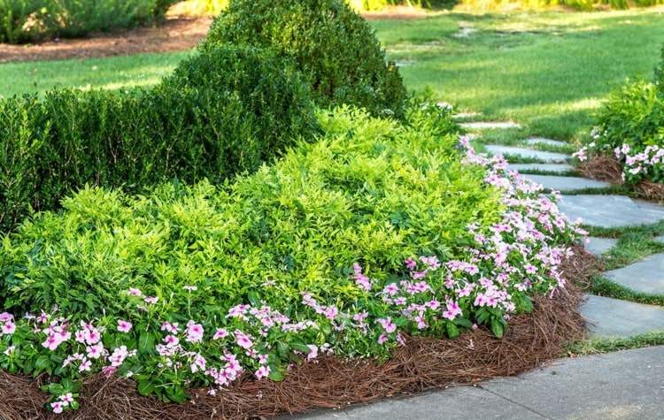 Buxo combinam com arbustos verdes claros e flores baixas em rosa