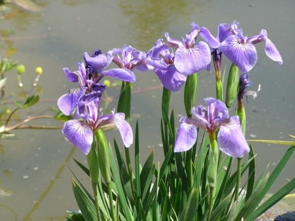 Decoração de pequenas flores de jardim