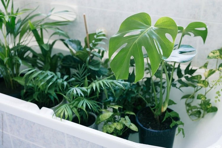 Regar as plantas de interior da casa de banho na banheira ou no lavatório