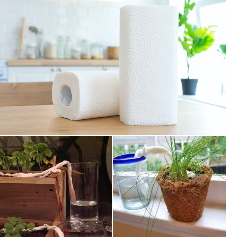 Faça um rolo de papel com rolo de cozinha para regar plantas em vasos