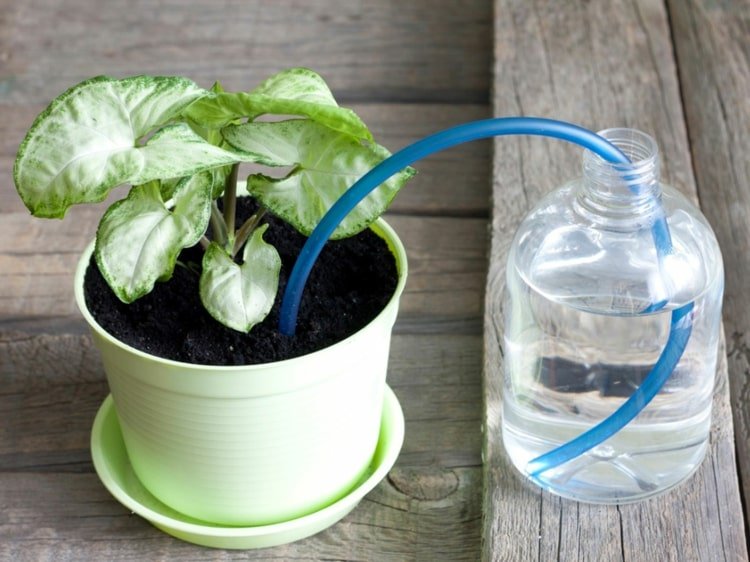 Regar as plantas com uma mangueira e uma garrafa de água durante as férias