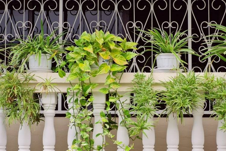 Regar plantas nas férias - sombra e poda para plantas de varanda