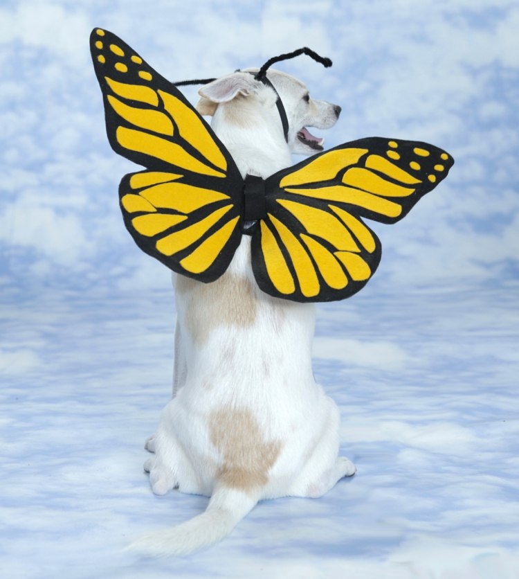 Borboleta monarca DIY feita de feltro como um acessório para o traje de borboleta