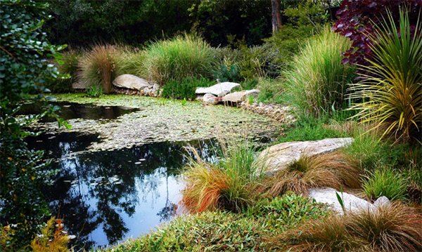 Projete ideias para plantas de lago de jardim de grama