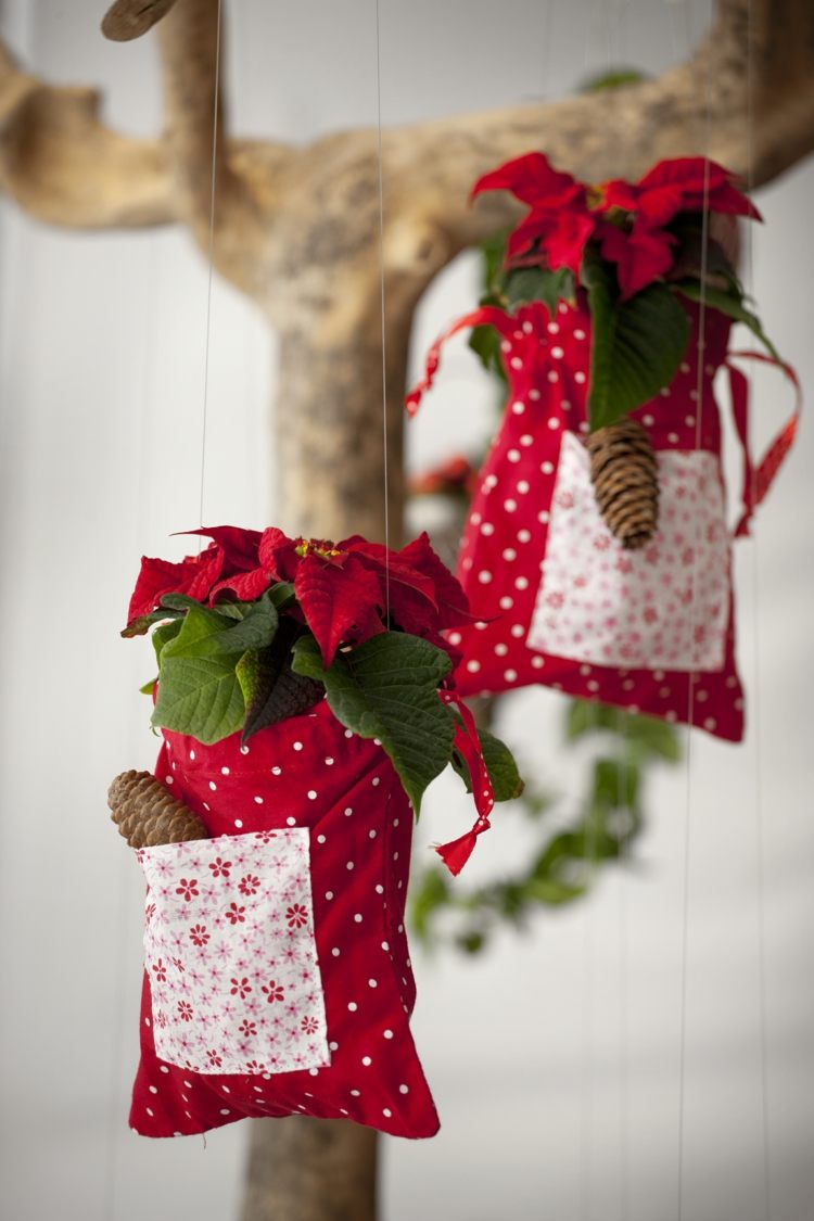 plantas com flores de inverno sacos vermelho branco poinsétia pinho cone cordão