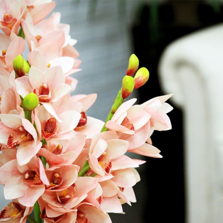 plantas com flores de inverno cymbidium rosa cor romântico deco natal