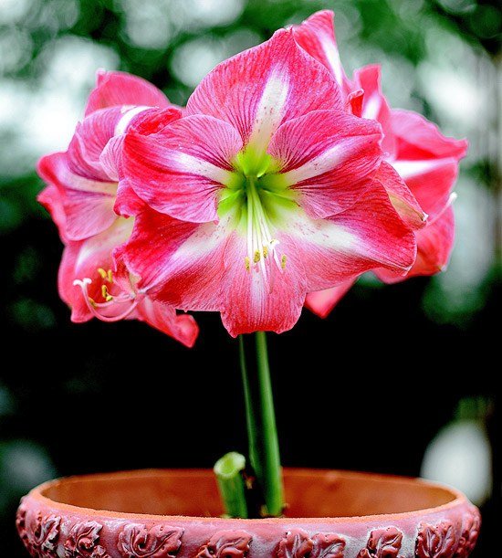 cavaleiro estrela rosa inverno florescendo vasos de plantas decoração de natal