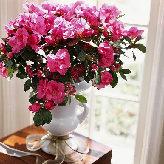 Plantas com flores de inverno azaléias vaso de porcelana loop