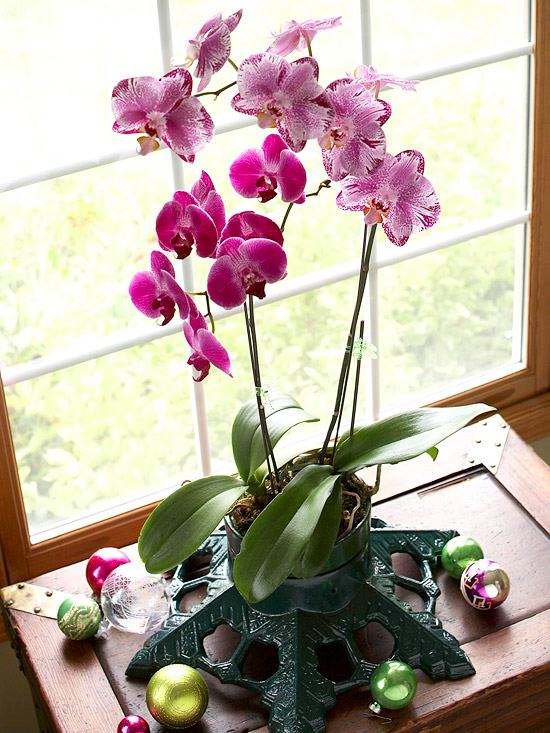 Flores desabrochando de inverno orquídea vaso ferro planta ficar verde