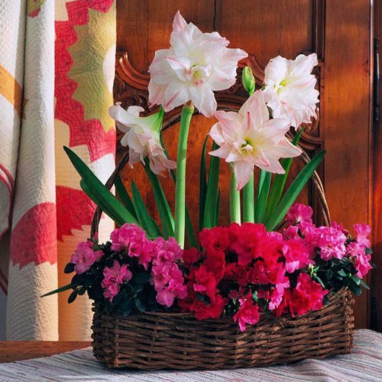 Plantas com flores de inverno knight star pink azaleas basket