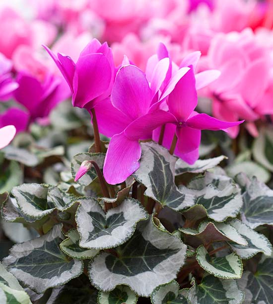 decoração de plantas com flores de inverno ciclâmen natal