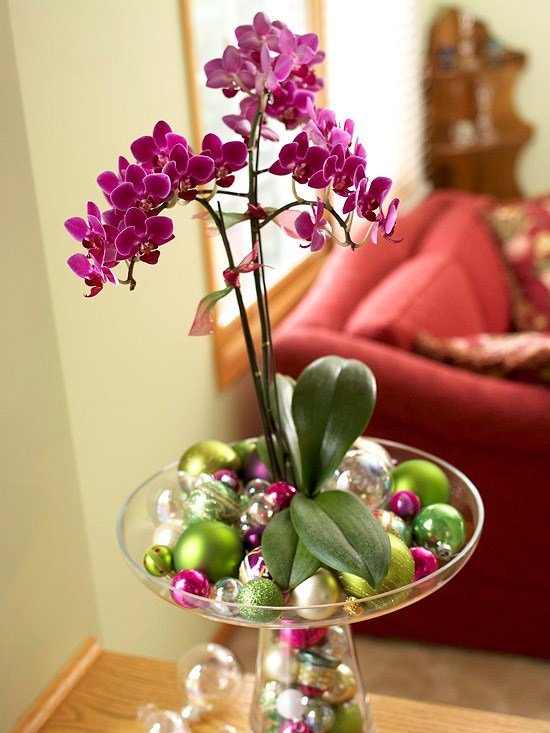 Plantas com flores de inverno orquídeas roxas enfeites natal