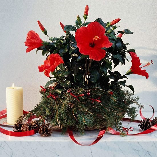 Inverno florescendo hibisco vermelho natal decoração cones de ramos de abeto