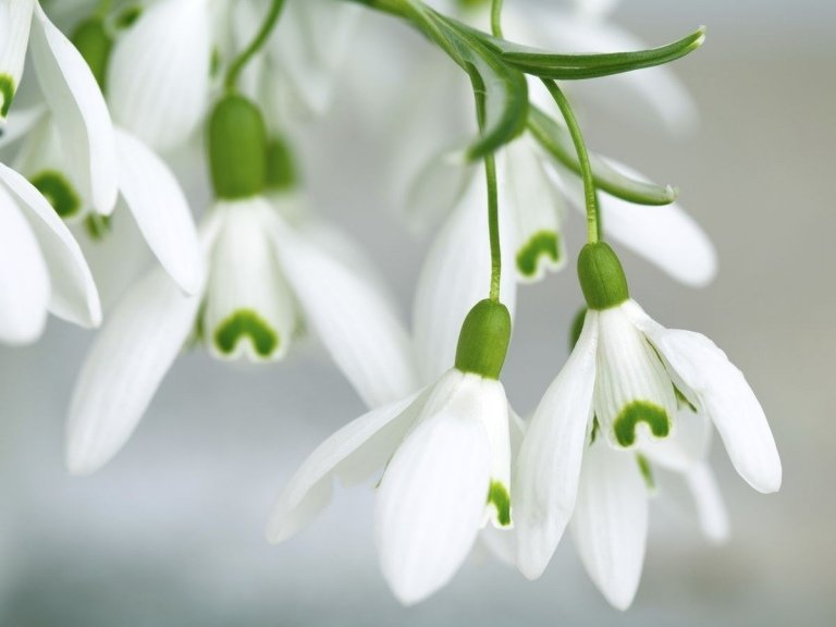 Snowdrops são resistentes à geada em flores de inverno para imagens externas de flores de inverno