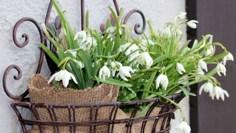 Snowdrops on the balcony Flores de inverno para idéias de plantio em conservatório