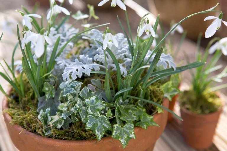 Flores de inverno para varandas combinam neve e hera e musgo e folha de prata