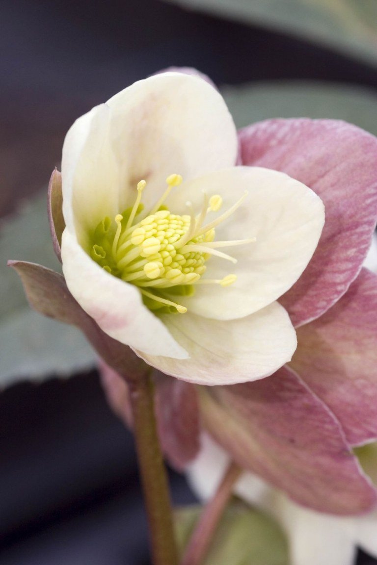 Rosa quaresmal com flores brancas é uma flor resistente