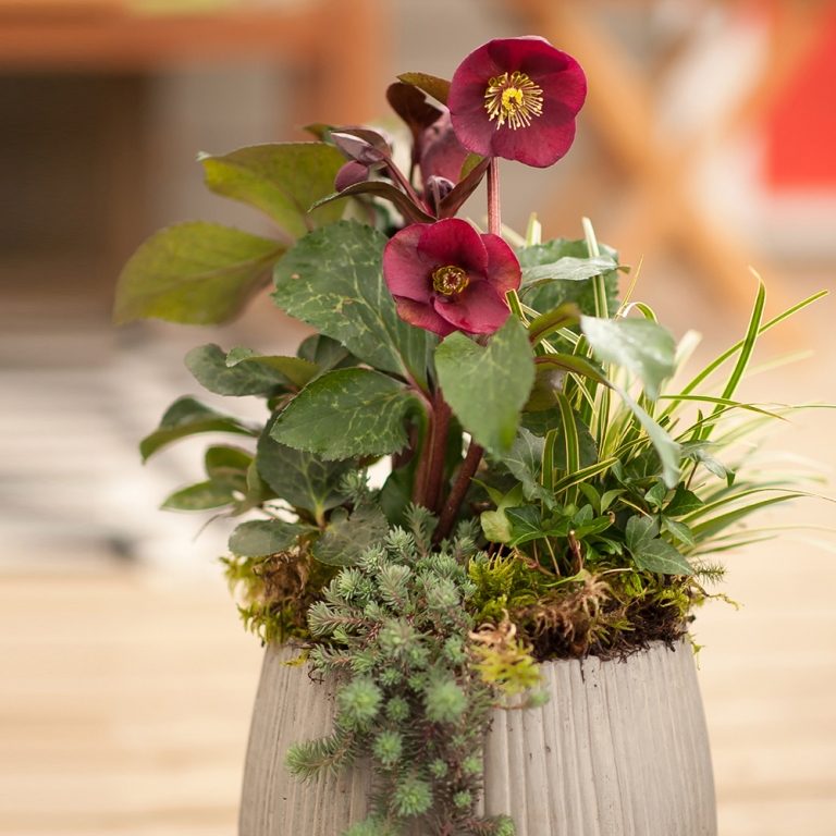 A rosa vermelha, a planta sedum e a junça combinam flores de inverno na varanda