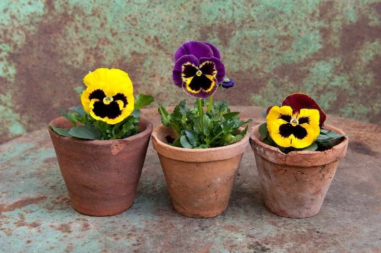 Amores-perfeitos são flores de inverno para varandas e florescem no inverno e na primavera