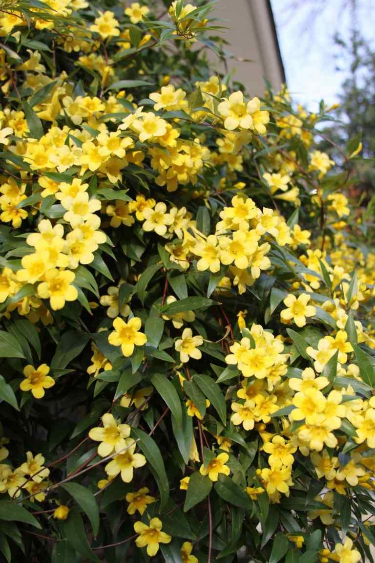 Jasmim de inverno com flores amarelas Flores de inverno para o exterior Lista de plantas resistentes para varandas e jardins