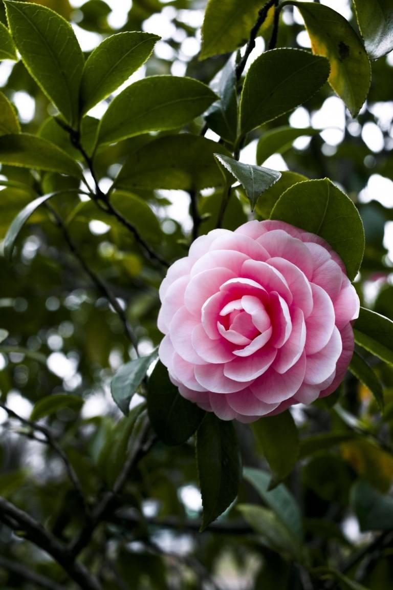 Camélia com flores rosa plantas à prova de geada para o exterior em floreiras