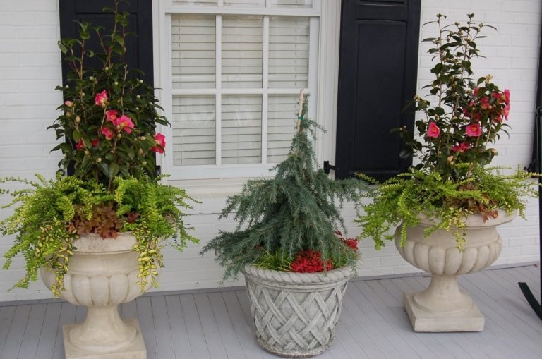 Camélia e madressilva combinam plantas com flores de inverno para uso ao ar livre no terraço e ânfora na varanda