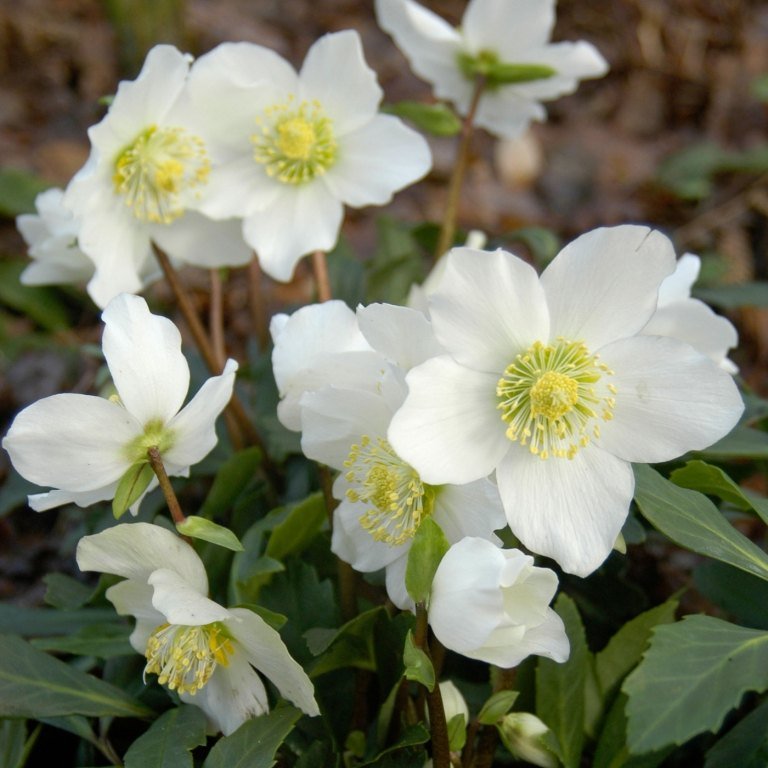 Rosa de Natal com flores brancas Flores de inverno para varandas externas em jardineiras. Dicas de cuidados