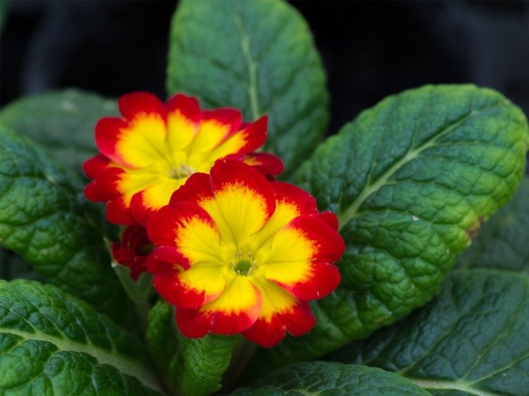 A prímula do travesseiro é uma flor de inverno resistente à geada com flores amarelo-laranja