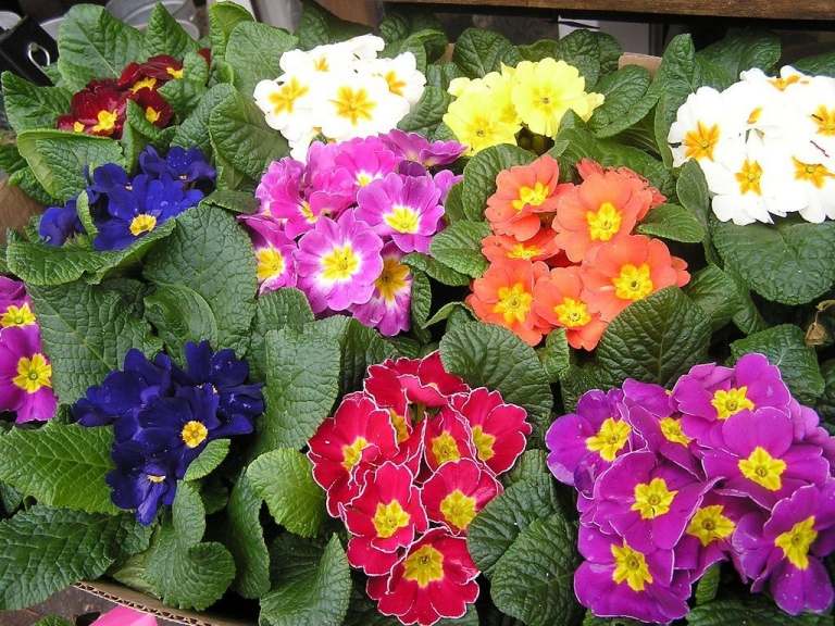 Flores de inverno para varandas Travesseiro de prímula de várias cores Plantas resistentes à geada para floreiras no inverno