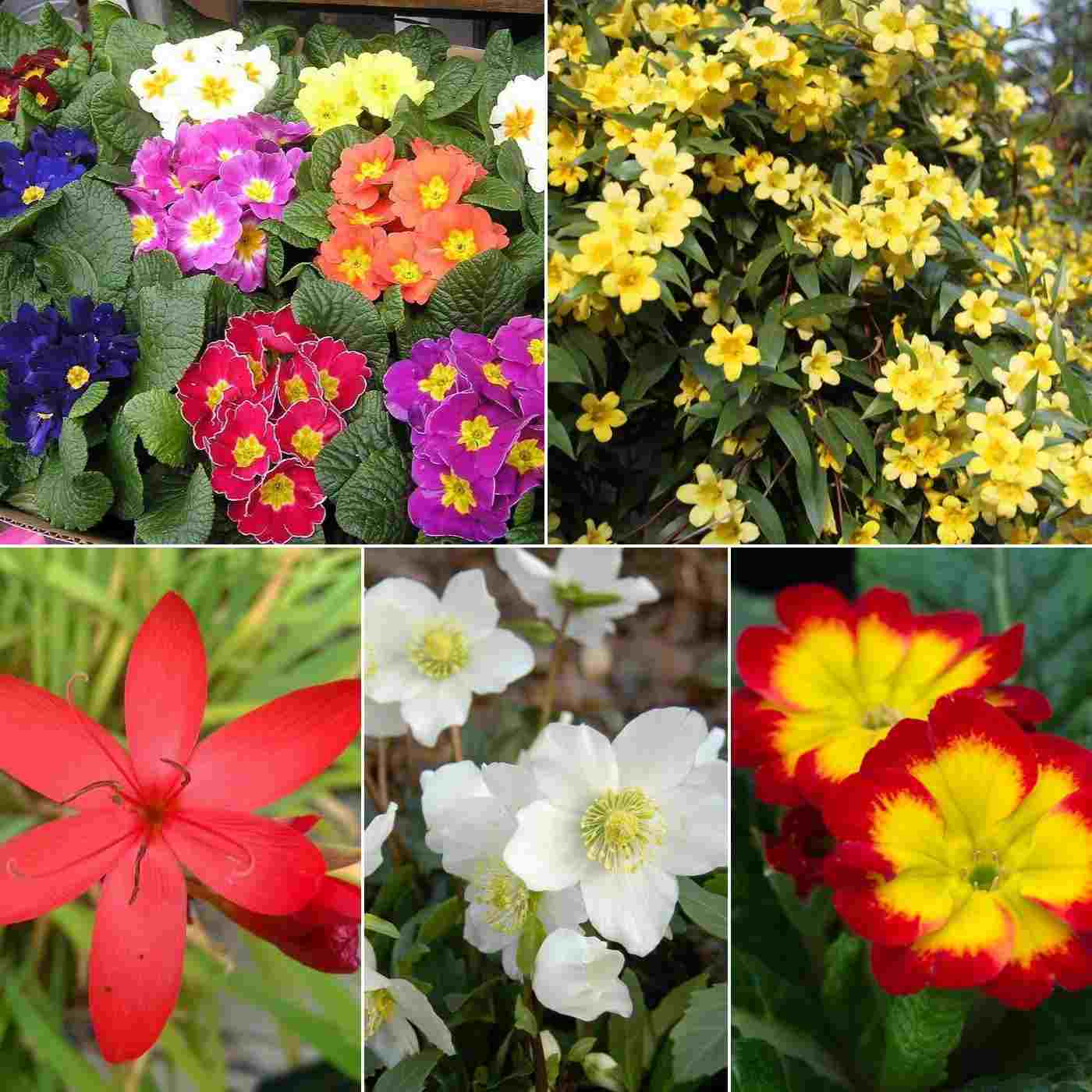 Flores de inverno para varandas Plantas resistentes para jardins de varandas Plante floreiras e vasos de flores