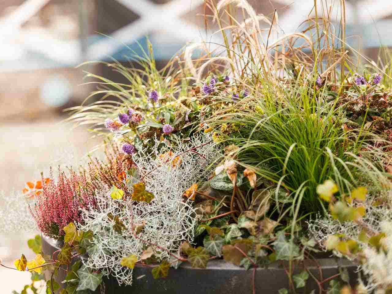 Plantar flores de inverno e ervas ornamentais perenes e hera em vasos de flores na varanda