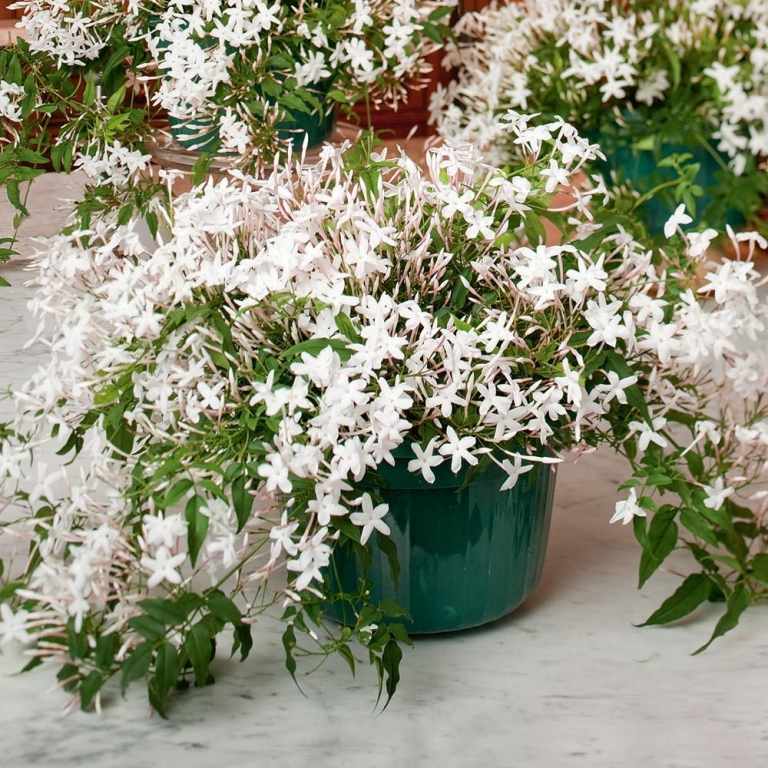 Plante jasmim de inverno em branco no vaso. Deixe as plantas da varanda do lado de fora no inverno