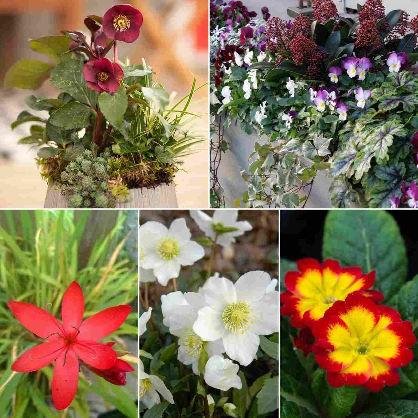 Flores de inverno para sacadas combinam ideias para design de sacadas com caixas de plantas