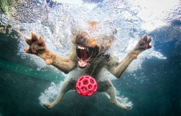 seth-casteel-under-water-photography-dogs