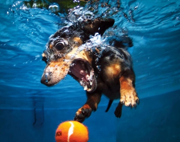 cachorro-ideia-bola-cachorro-debaixo d'água