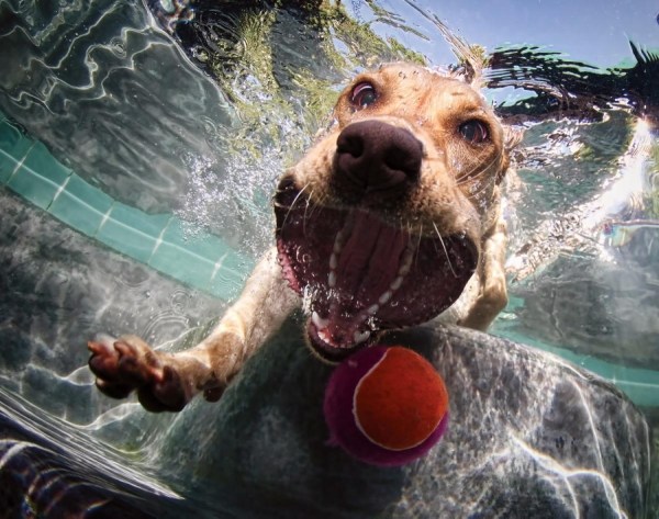 cachorro-engraçado-engraçado-fotos-subaquáticas