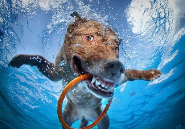 retever-dog-under-water-photos-funny