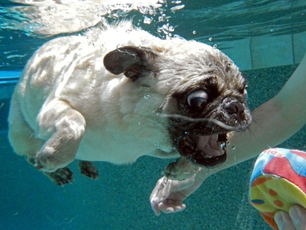 foto-cão-pug-raça-debaixo-d'água