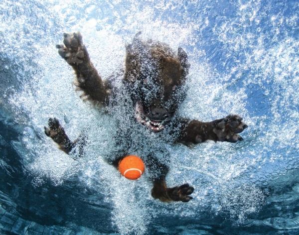 cão-nadador-foto-engraçado-debaixo-a-água