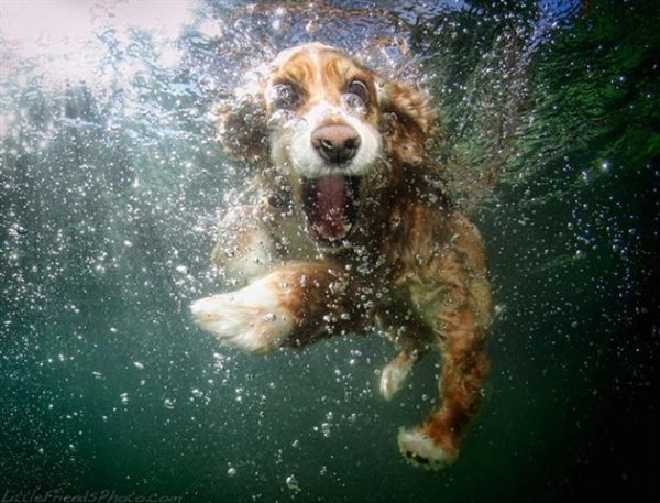 cães-de-natação-fotos-engraçadas-debaixo-de-água
