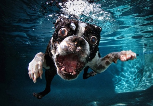 cachorro-debaixo-água-filmes-boston-terrier-7-year-old