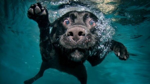 fotos-de-cachorros-debaixo-d'água-engraçado