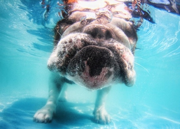 Foto engraçada de Bulldog sob a água