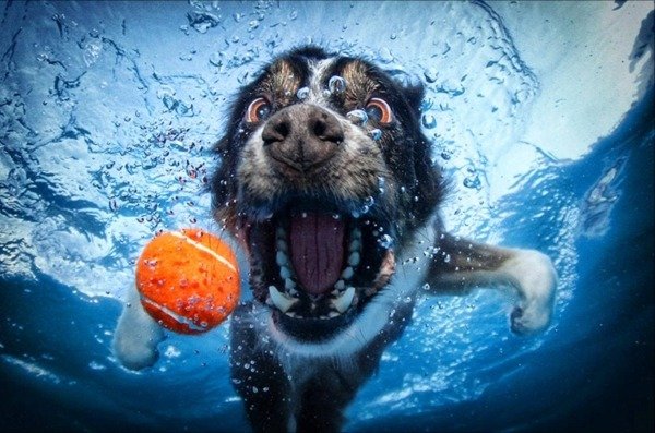 cabeça-de-ideia-bola-cão-debaixo-da-água