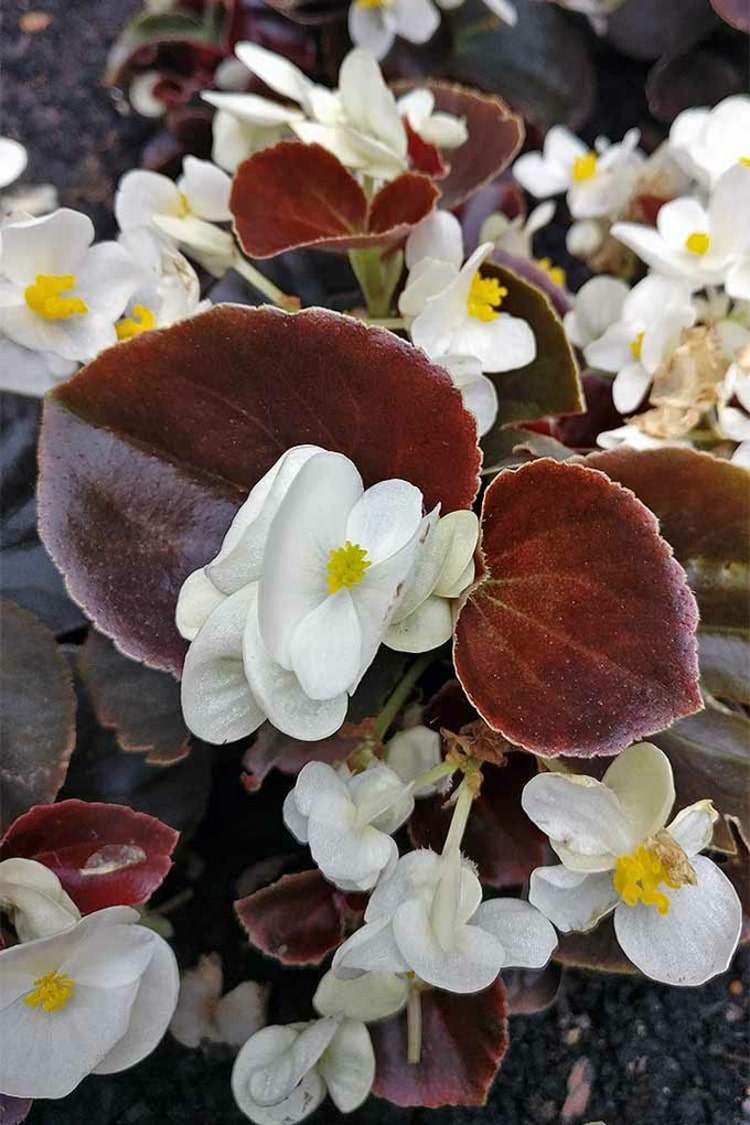 Flores brancas com folhas de bronze para arranjos de alto contraste